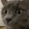 vangoghhome's profile picture