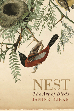 Nest: The Art of Birds by Janine Burke