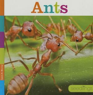 Ants by Laura K. Murray