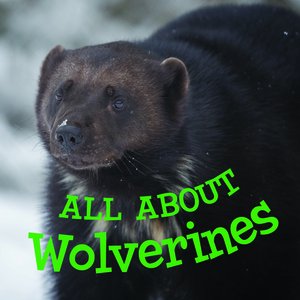 All about Wolverines (English) by Jordan Hoffman