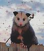 pickle_possum's profile picture