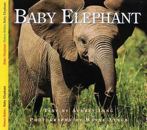 Baby Elephant by Aubrey Lang