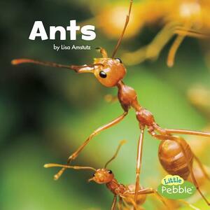 Ants by Lisa J. Amstutz