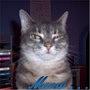 libraryelf's profile picture