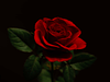 101azel's profile picture