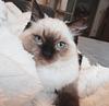 chai_tearex's profile picture