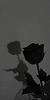readerof_books05's profile picture