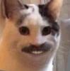 sarahglasco13's profile picture