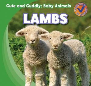 Lambs by Katie Kawa