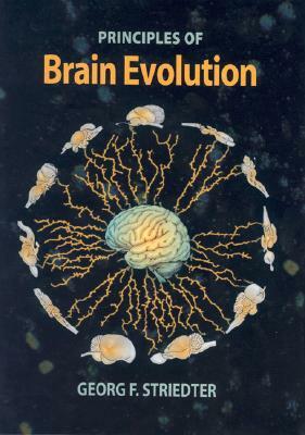 Principles of Brain Evolution by Georg F. Striedter