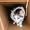 i_heart_cats's profile picture