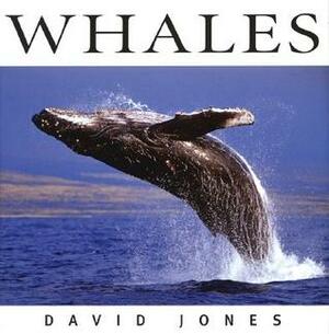 Whales by David Jones