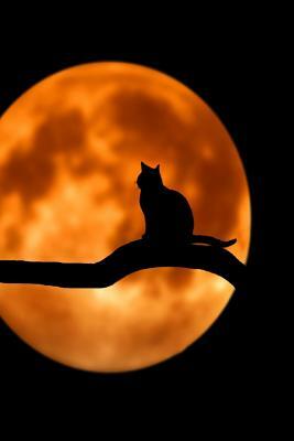 Talking to the Moon: Cats Are Nocturnal by Nature. They Vocalize to Connect to Each Other and to Us as Well. by Planners and Journals