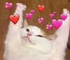 clamoribusrogamina's profile picture