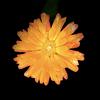 manilea's profile picture