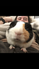 dustcauldron741's profile picture