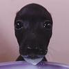valtaurus's profile picture