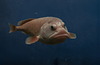 dermonik's profile picture