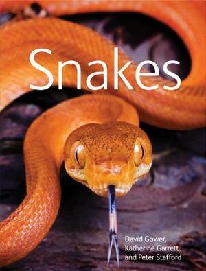 Snakes by Peter Stafford, David Gower, Katherine Garrett