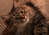 suddenbreakdown's profile picture