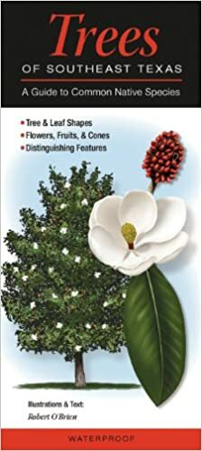 Trees of Southeast Texas: A Guide to Common Native Species by Robert O'Brien