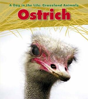 Ostrich by Louise Spilsbury