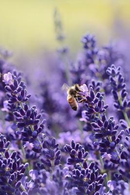 Lavender: Lavender Is an Herb. the Flower and the Oil of Lavender Are Used to Make Medicine. Lavender Is Commonly Used for Anxie by Planners and Journals