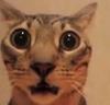 literaturewill's profile picture