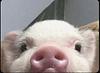 lilycartier's profile picture