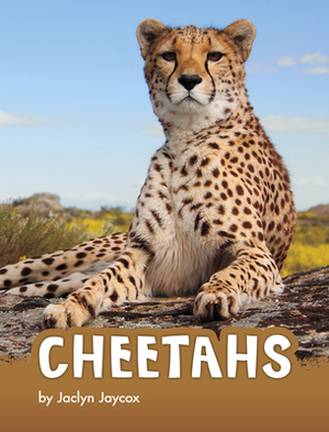 Cheetahs by Jaclyn Jaycox