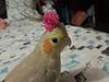 corazondmelon7's profile picture
