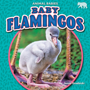 Baby Flamingos by Jenna Grodzicki