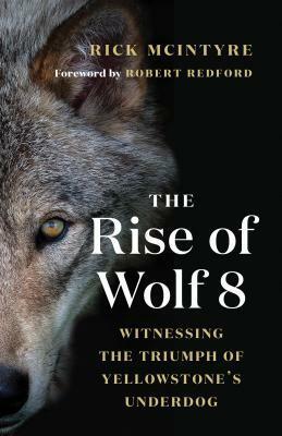 The Rise of Wolf 8: Witnessing the Triumph of Yellowstone's Underdog by Robert Redford, Rick McIntyre
