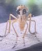 leafinsect's profile picture