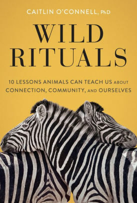 Wild Rituals: 10 Lessons Animals Can Teach Us About Connection, Community, and Ourselves by Caitlin O'Connell