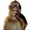 monkeyhelen's profile picture