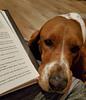 bookish_deanna's profile picture