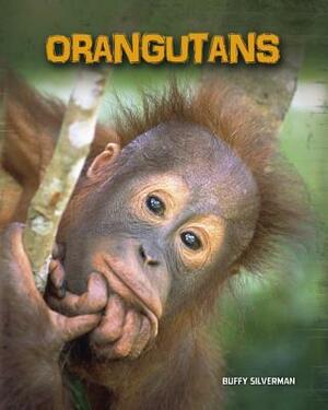 Orangutans by Buffy Silverman