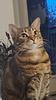angelinaelisabetta's profile picture