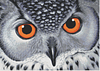 readermeginco's profile picture