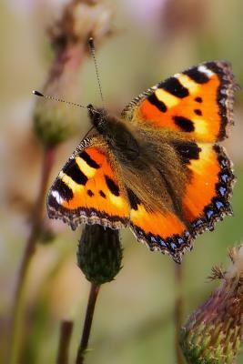 Painted Lady: There Are Over 20,000 Species of Butterflies in the World. by Planners and Journals