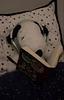 sagstelliums's profile picture