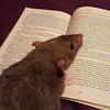 ratbooks's profile picture
