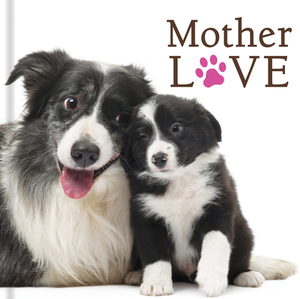 Mother Love (Dogs) by New Seasons, Publications International Ltd