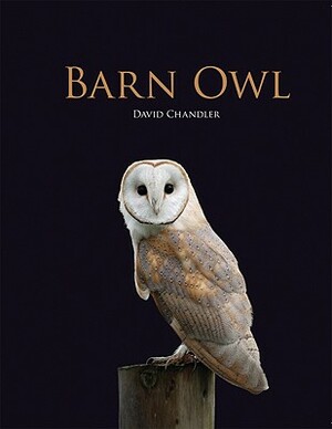 Barn Owl by David Chandler