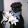 seadoomed's profile picture