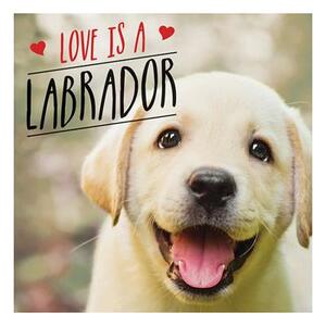 Love Is a Labrador: A Lab-Tastic Celebration of the World's Favourite Dog by Charlie Ellis