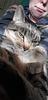 urenokori's profile picture