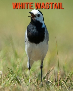 White Wagtail: Learn About White Wagtail and Enjoy Colorful Pictures by Matilda Leo