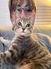 readingcats3's profile picture